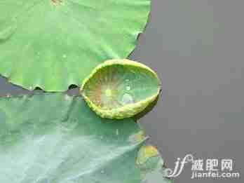 荷叶灰方